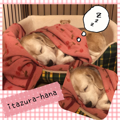 花ちん