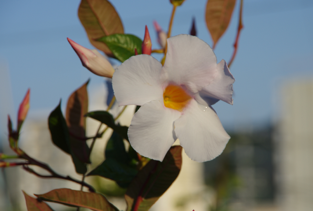 IMGP3255.jpg