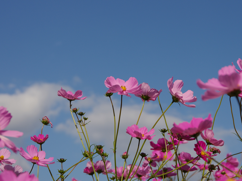 IMGP3471.jpg