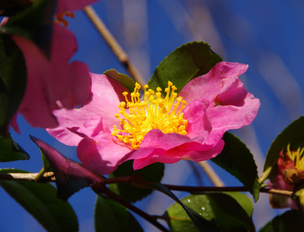 IMGP5460.jpg
