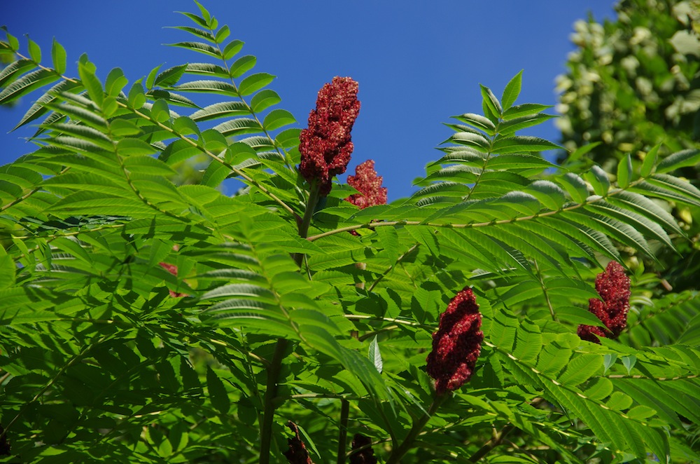 IMGP9156.JPG