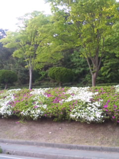 一つ森公園ツツジ