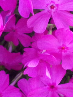 芝さくら1