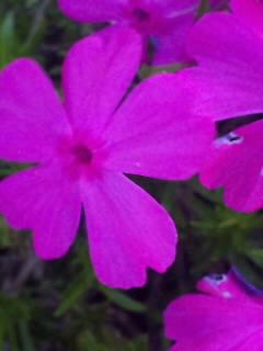 芝さくら2