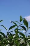 産地見学