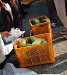 産地見学