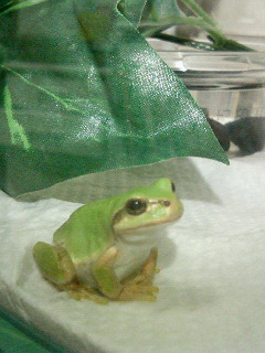 カエルの安らかな寝顔 アマガエルはもううちにいません