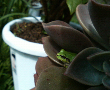 201107060910000.jpg