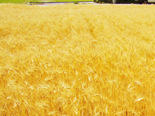 「麦畑　写真」の画像検索結果