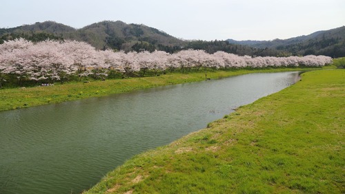 白竜湖の桜９.jpg