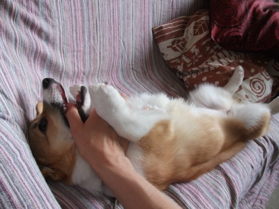 Hugu biting my finger, but puppy teeth do not hurt!