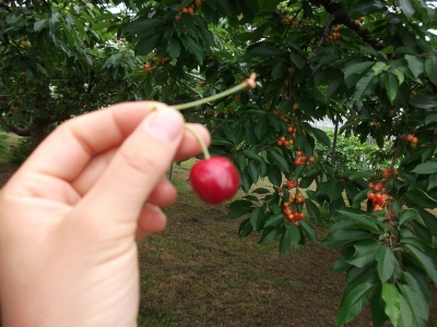 Cherry Picking
