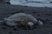 hawaii1