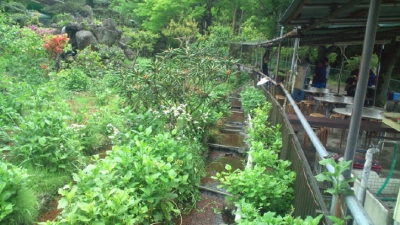 ホタルの里