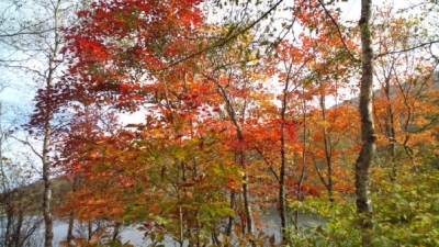 八千穂高原自然園
