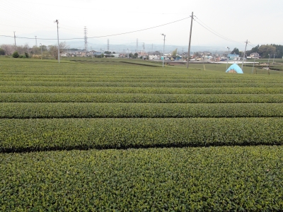 お茶畑