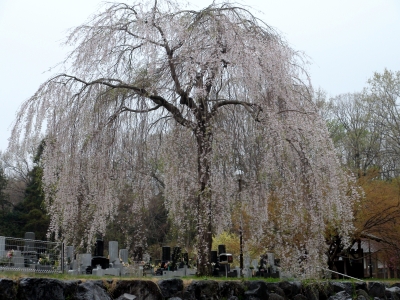 枝垂桜