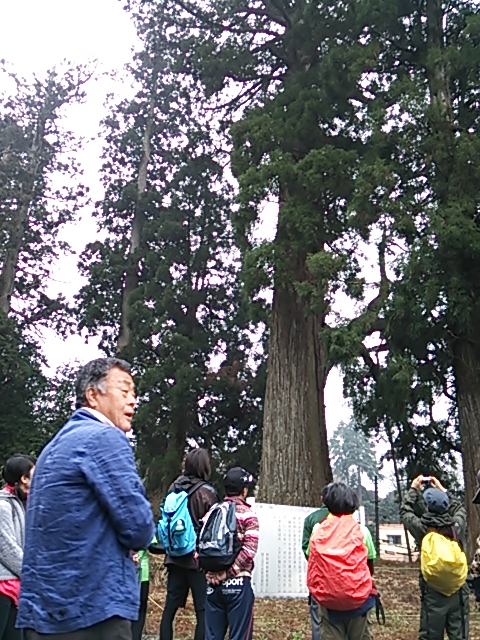 元村山浅間神社・ご神木