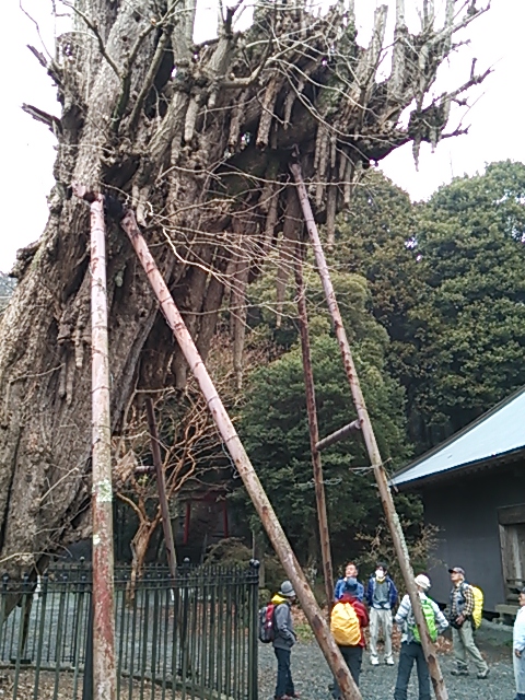 銀杏の大木