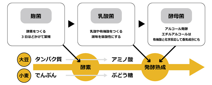 醤油と微生物