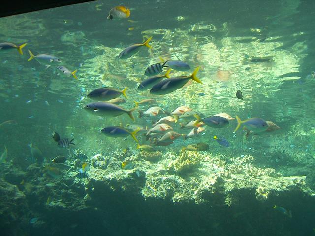 回遊魚