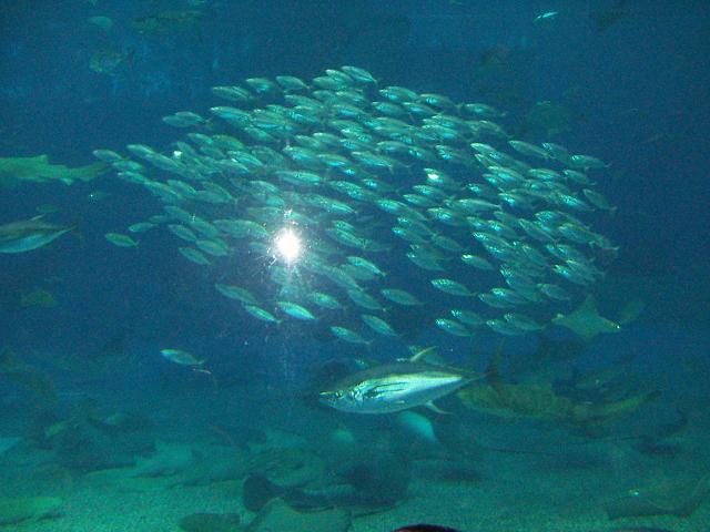 魚群