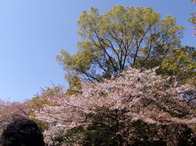 大分青葉が混じってます