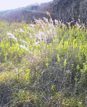 20051013_45588.jpg