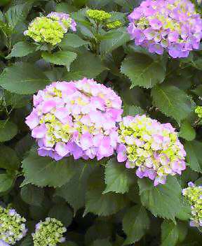 20070604_373892.jpg