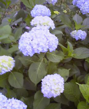 20070604_373893.jpg