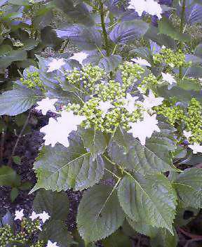 20070604_373894.jpg