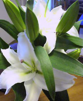 20070626_383521.jpg