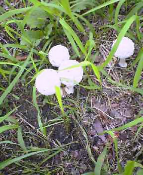 NEC_0077.jpg