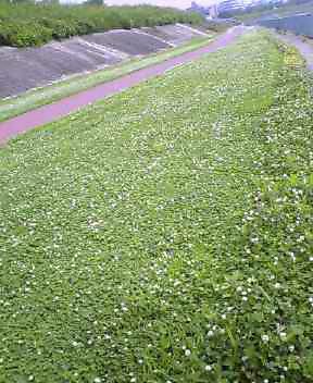 NEC_0029.jpg