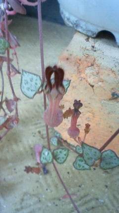 201006271554000.jpg