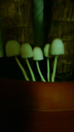 201108031856002.jpg