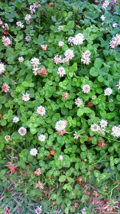 201206191127000.jpg