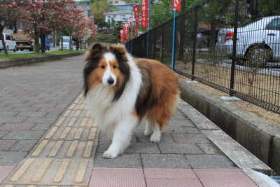 kudo201402.JPG