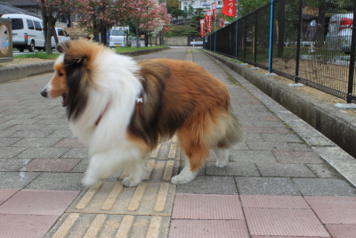 kudo201403.JPG
