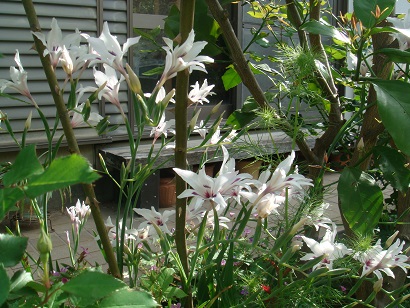 球根を植えました 風誘う庭