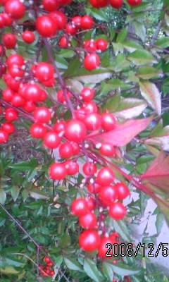 081205_155712.JPG