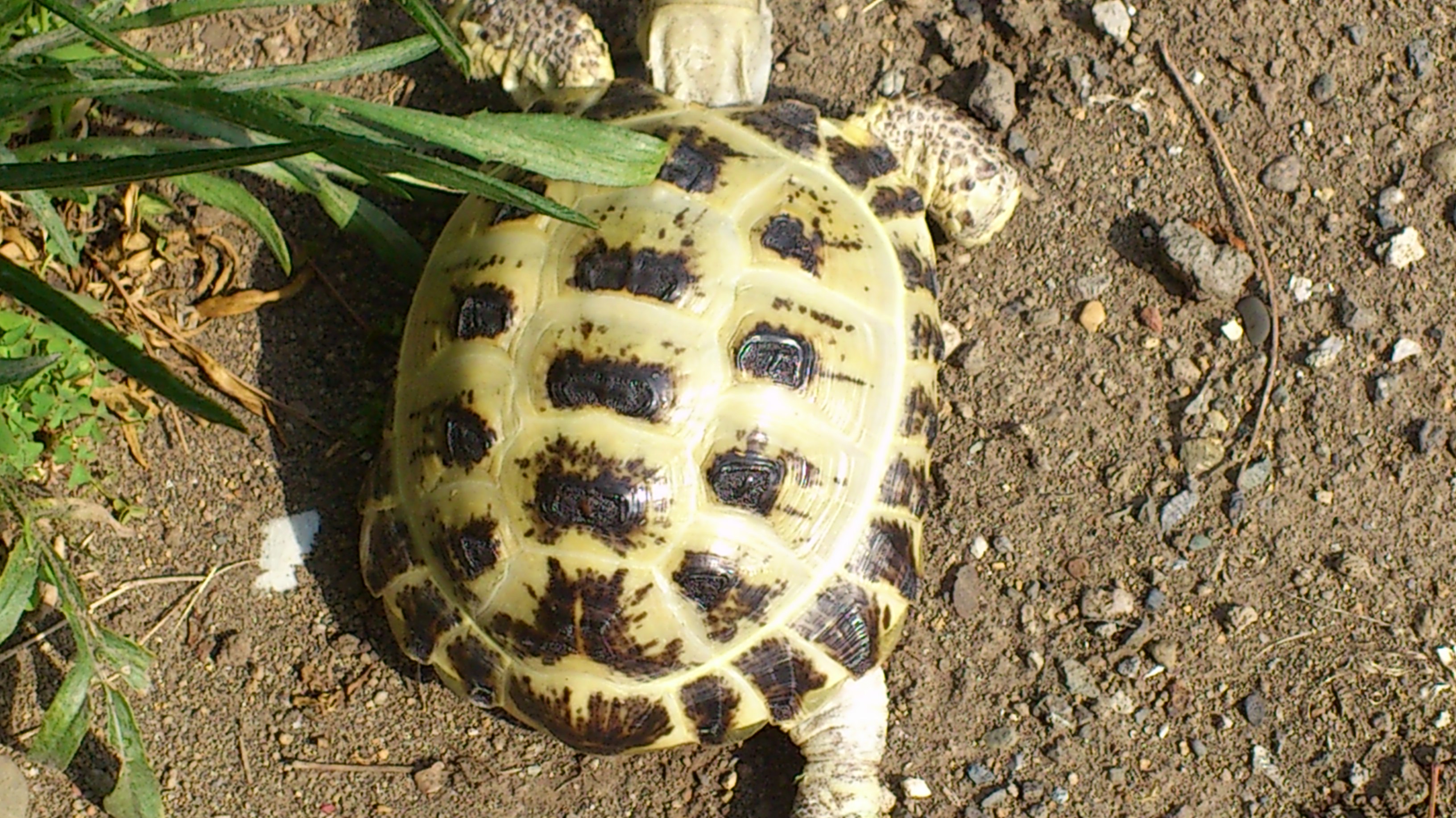 DSC_0133.JPG
