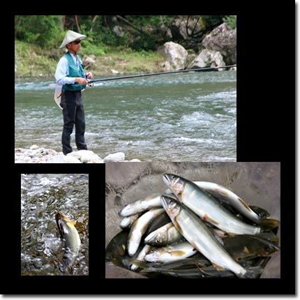 十津川清流鮎釣り