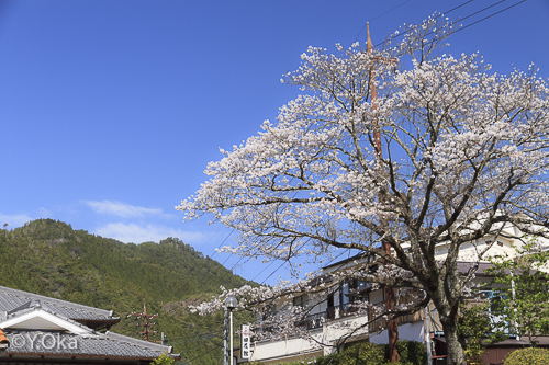 田花館桜
