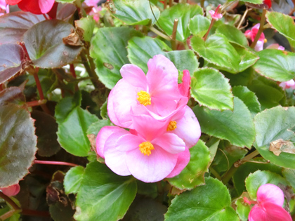 新宿中央公園の花