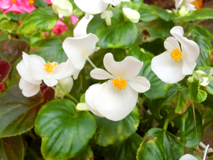 新宿中央公園の花