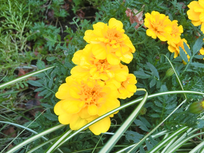新宿中央公園の花
