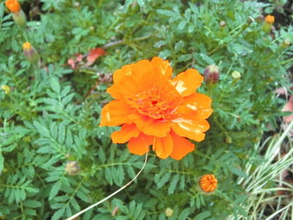 新宿中央公園の花