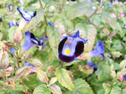 新宿中央公園の花