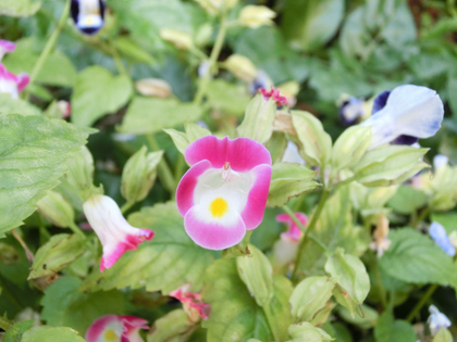 新宿中央公園の花